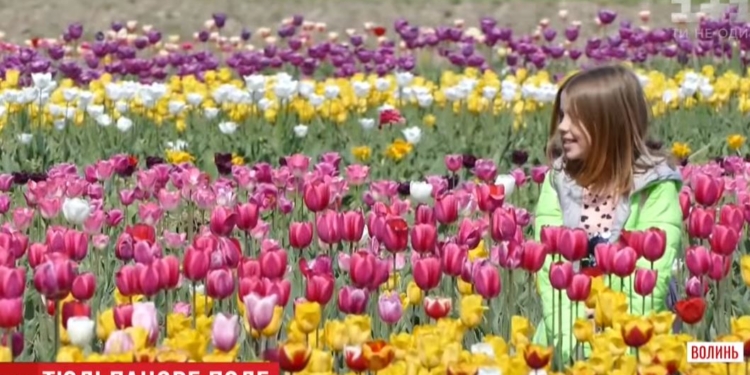 Завидуем молча. Два миллиона тюльпанов! Столько высадили для цветочного фестиваля на Волыни