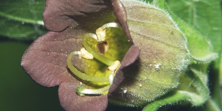 Украина будет экспортировать в ЕС экстракт беладонны