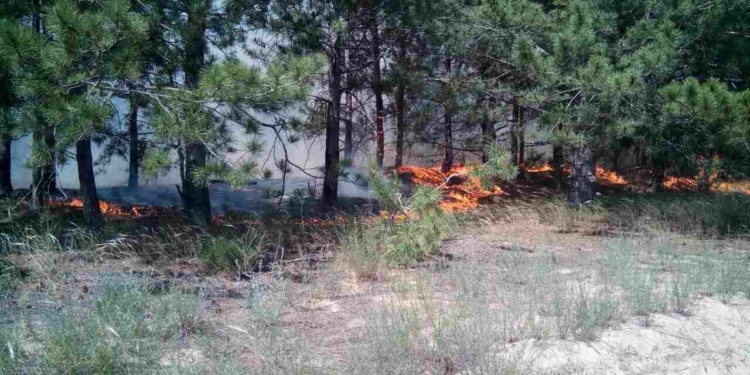 Лесной пожар на Херсонщине тушат с помощью авиации