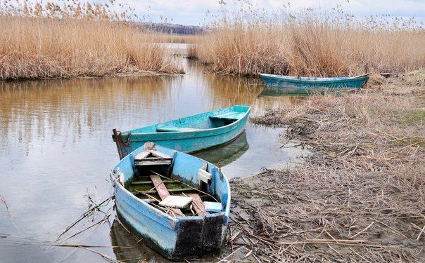 На Николаевщине в Ингул выбросили коровьи туши