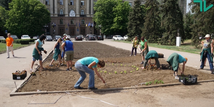 Альтернантера, бегония, колеусы – удалось узнать, что будет цвести в обновленных клумбах перед мэрией Николаева