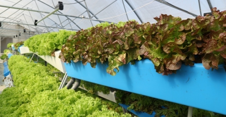 Чистая работа и урожаи без земли. Аэропоника завоевывает популярность в Украине