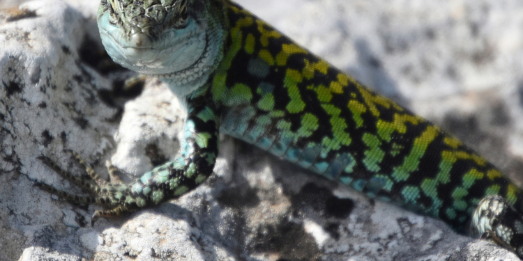 В Новой Гвинее нашли ящериц с зеленой ядовитой кровью