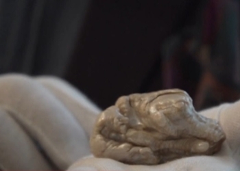 В Гааге продают самую большую в мире пресноводную жемчужину