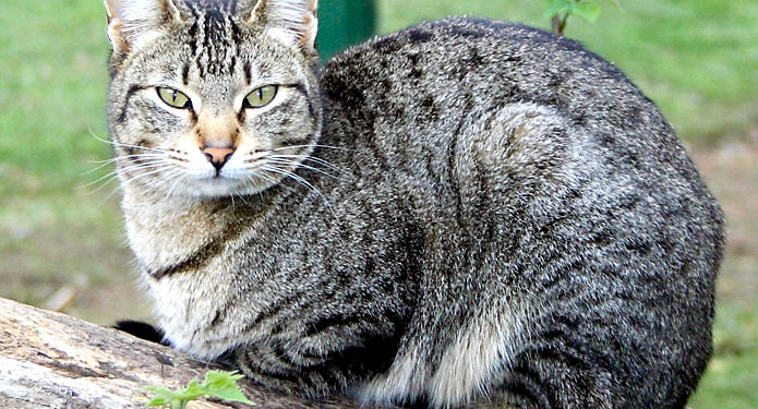 В Австралии построили “антикошачий” забор длиной 44 км