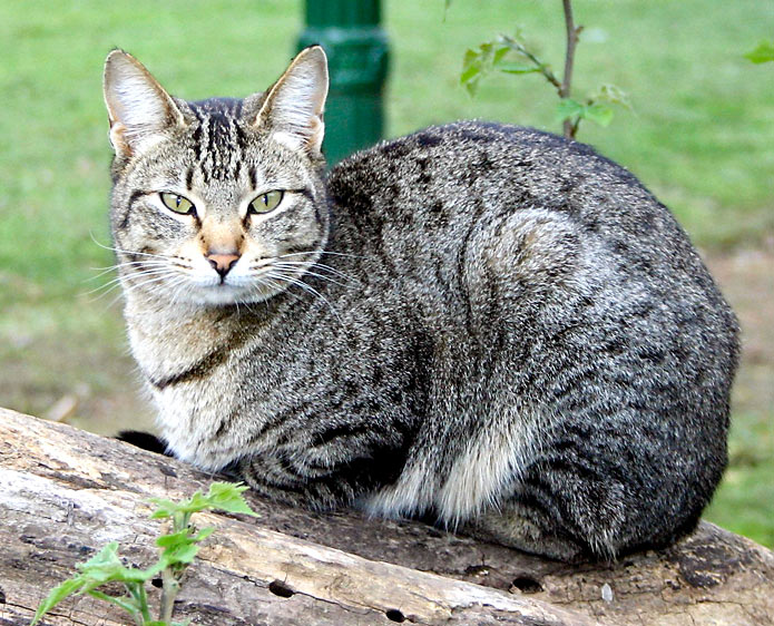 В Ухане выявили коронавирус у 15% проверенных кошек 1