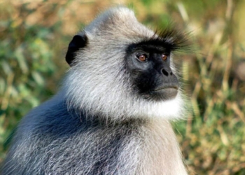 Жителей индийской деревни терроризирует обезьяна