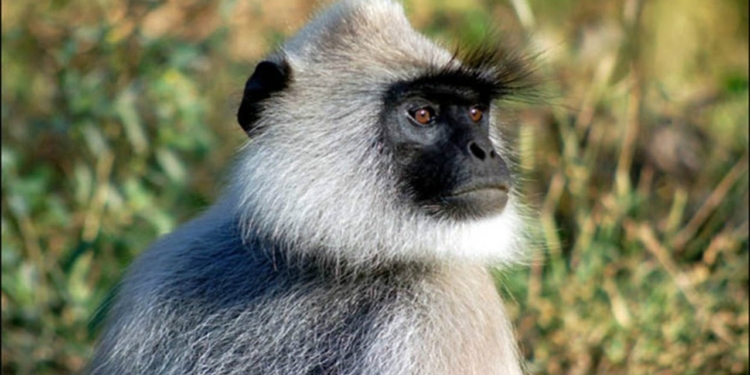 Жителей индийской деревни терроризирует обезьяна