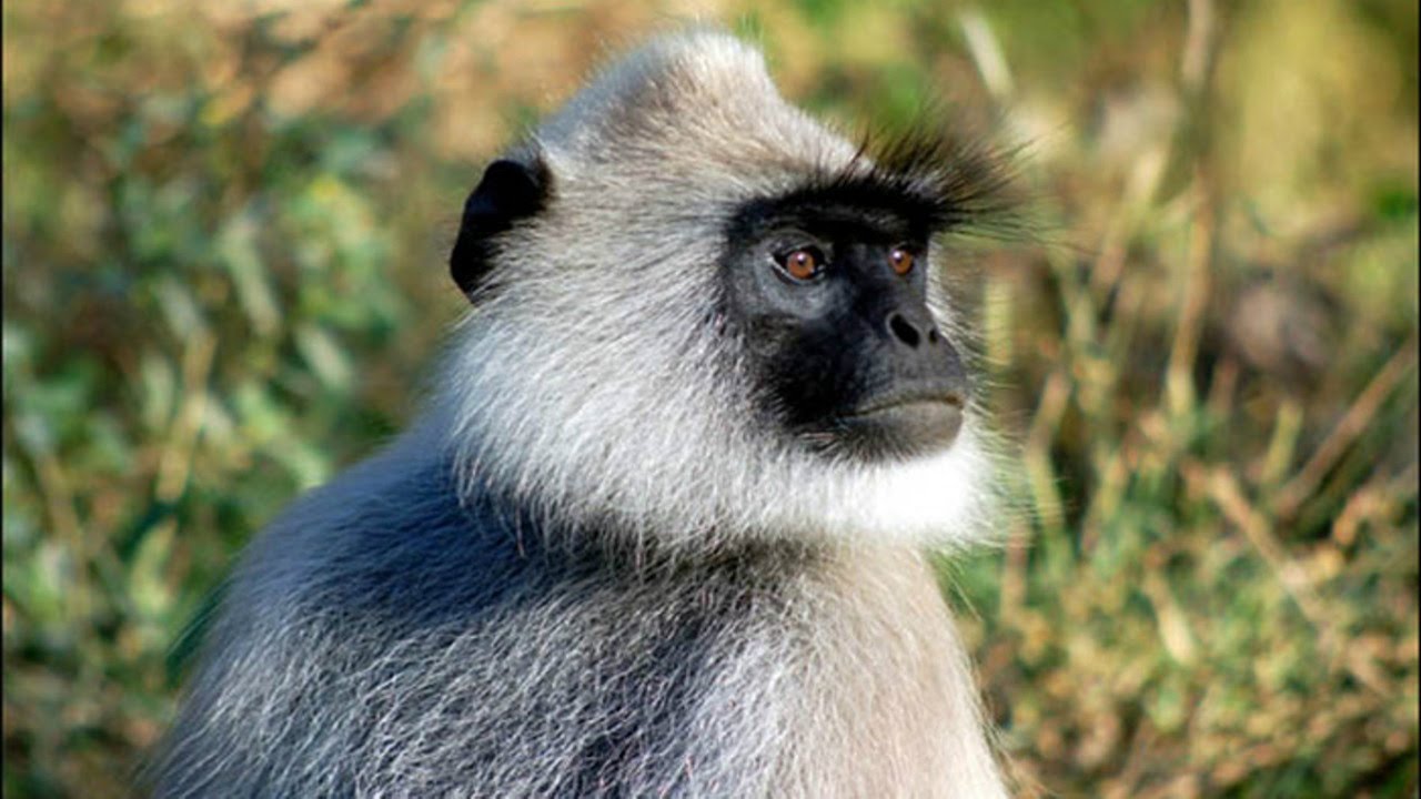 Жителей индийской деревни терроризирует обезьяна