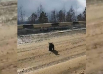 Медвежонок “защитил” маму от назойливых фотографов