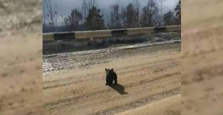 Медвежонок “защитил” маму от назойливых фотографов