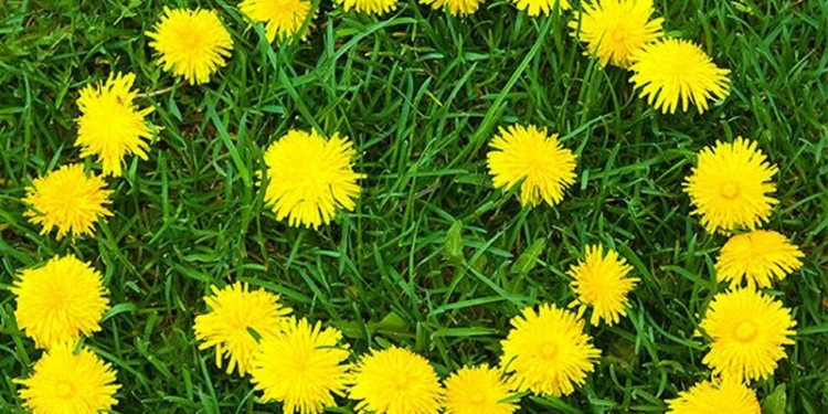 Бизнес под ногами. В Украине готовы выращивать одуванчики – на экспорт