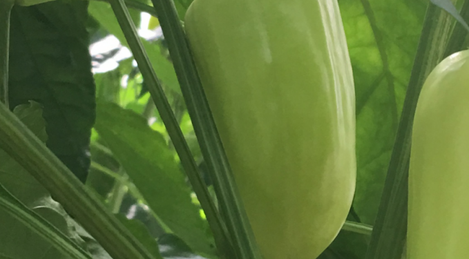 Чистая работа и урожаи без земли. Аэропоника завоевывает популярность в Украине