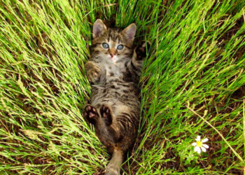 Завтра в Украине без осадков, температура до +30