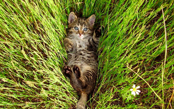 Завтра в Украине без осадков, температура до +30