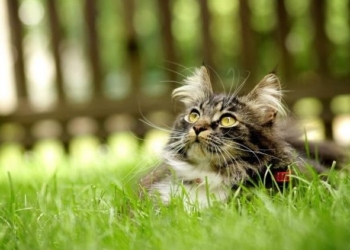 Завтра в Украине без осадков, температура до +30