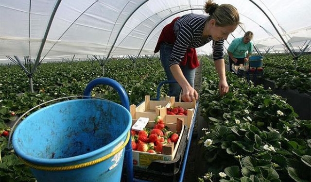 В Польше разрешили платить зарплату иностранным сезонным рабочим меньше официального минимума