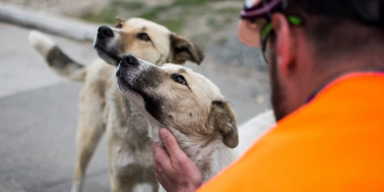 Двести бездомных щенков из Чернобыльской зоны забирают в США