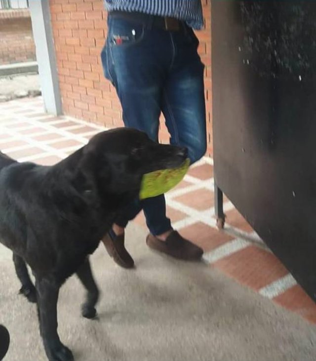 В Колумбии пес научился «расплачиваться» за угощения листьями с деревьев 1