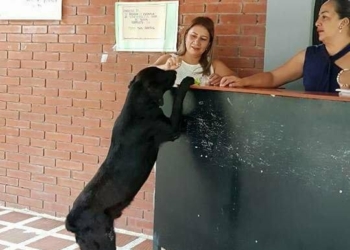 В Колумбии пес научился «расплачиваться» за угощения листьями с деревьев