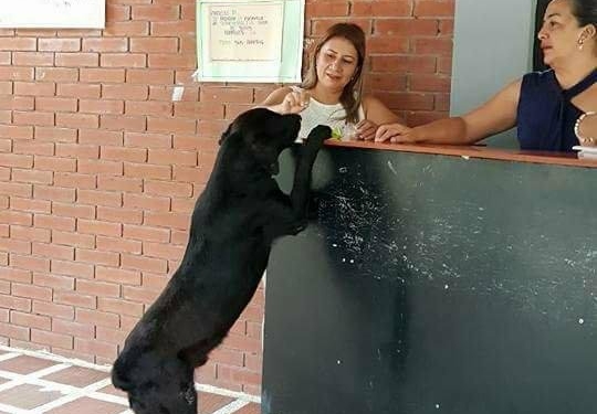 В Колумбии пес научился «расплачиваться» за угощения листьями с деревьев