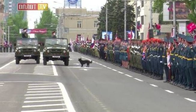 Конфуз в «ДНР»: на параде «министр обороны» отдал честь собаке
