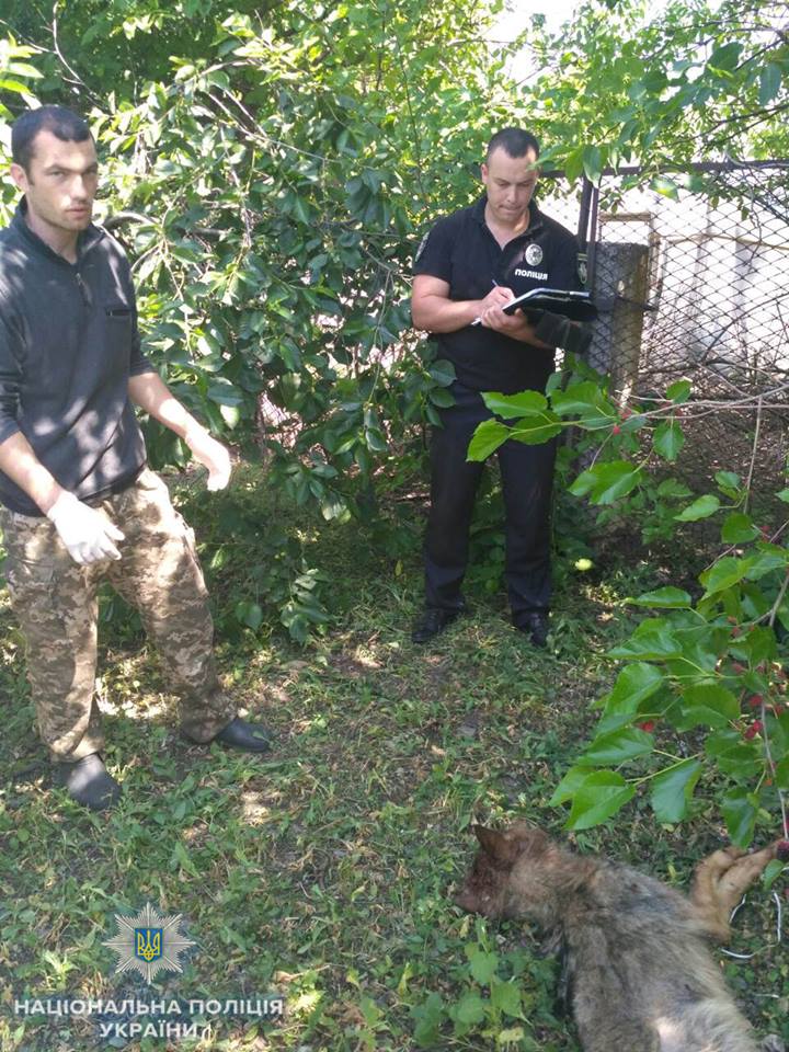 На Николаевщине бешеный волк резал собак посреди райцентра, когда бросился на человека его остановили полицейский и местный охотник 1