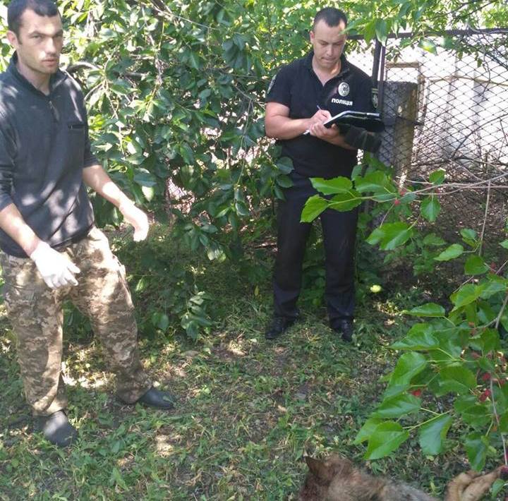 На Николаевщине бешеный волк резал собак посреди райцентра, когда бросился на человека его остановили полицейский и местный охотник 5
