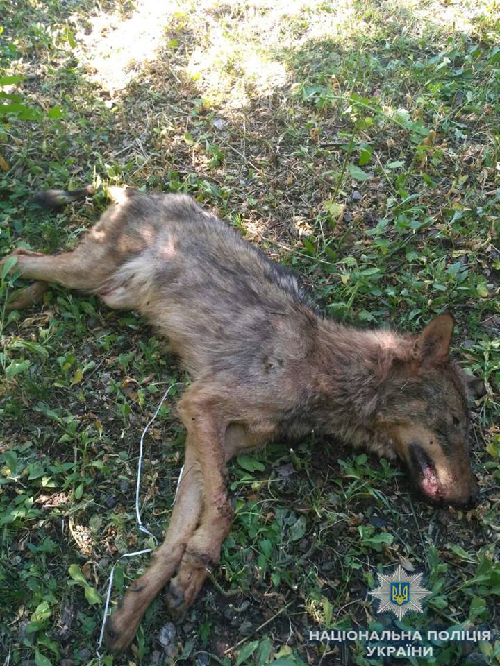 На Николаевщине бешеный волк резал собак посреди райцентра, когда бросился на человека его остановили полицейский и местный охотник 3