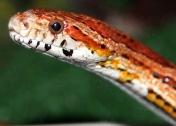 Вот это завтрак: мужчина нашел змею в коробке с хлопьями