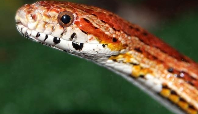 Вот это завтрак: мужчина нашел змею в коробке с хлопьями