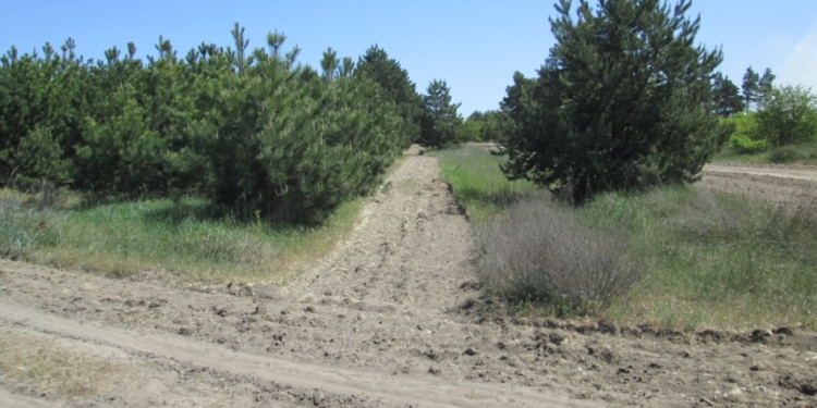 Чтобы уберечь Балабановский лес от пожаров, создано 80 километров минерализованных полос