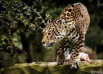 Побег хищников из немецкого зоопарка: всех поймали