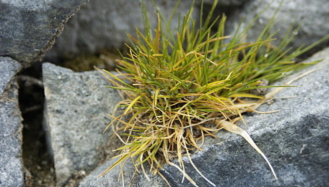 Луговик антарктический поможет украинским ученым эффективнее бороться с меланомой