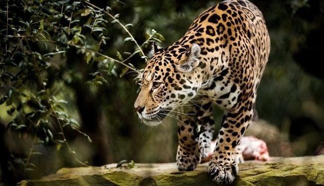 Побег хищников из немецкого зоопарка: всех поймали