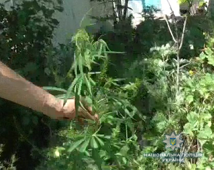 Житель Еланецкого района выращивал коноплю «для лечения суставов» - полицейские изъяли 330 кустов наркотического растения 3