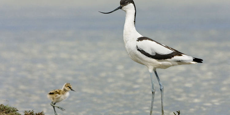 На Кинбурне появился искусственный остров для гнездования краснокнижных птиц