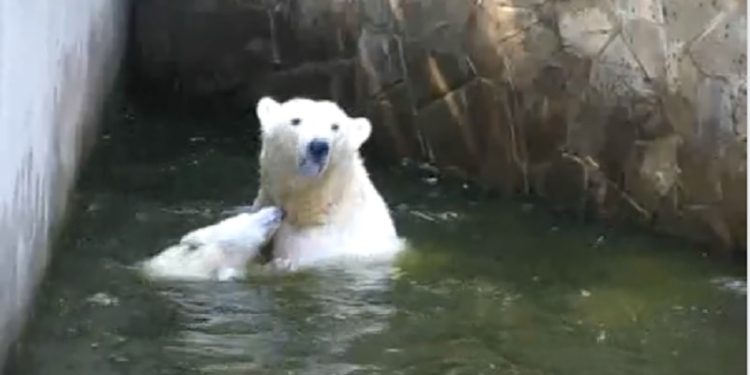 Николаевский зоопарк показал, как резвится полугодовалый белый медвежонок