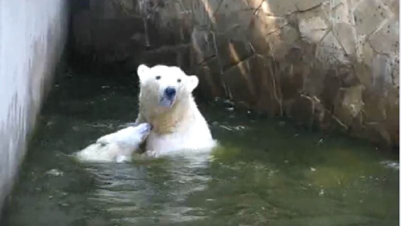 Николаевский зоопарк показал, как резвится полугодовалый белый медвежонок 1