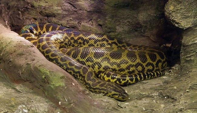 Жуть. В Индонезии питон целиком проглотил 54-летнюю женщину (18+)