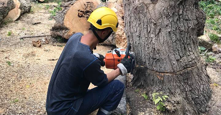 За прошедшие сутки спасатели Николаевщины пять раз привлекались к уборке деревьев, поваленных непогодой