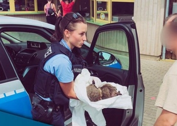 «Два колючих пьяницы»: в Германии спасли двух ежей, налакавшихся яичного ликера