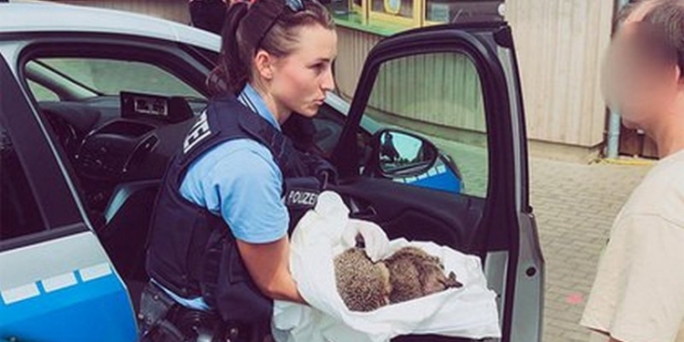 «Два колючих пьяницы»: в Германии спасли двух ежей, налакавшихся яичного ликера