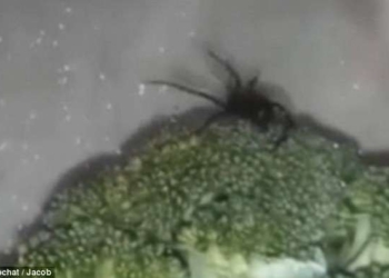 Когда купил больше, чем рассчитывал: американец вместе с приобретенной в магазине брокколи принес домой «черную вдову»