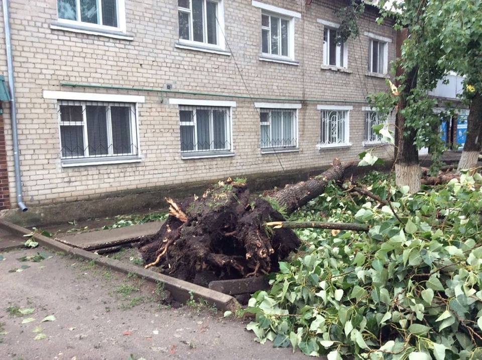 В Новом Буге спасатели убрали рухнувшее на территории Новобугской ЦРБ дерево 3