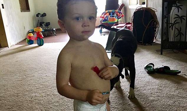 Потерявшегося 2-летнего малыша нашли почти в миле от его дома в пригороде Детройта благодаря следам его любимой собаки