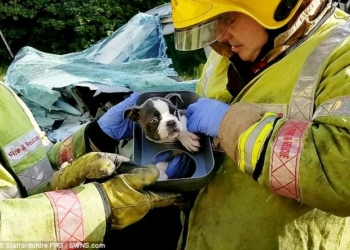 Он должен долго жить: английские пожарные почти час разрезали искореженный в ДТП минивен, чтобы спасти месячного щенка