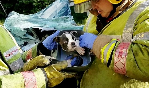 Он должен долго жить: английские пожарные почти час разрезали искореженный в ДТП минивен, чтобы спасти месячного щенка