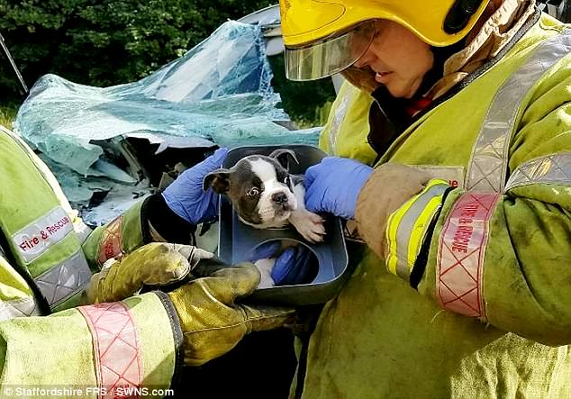 Он должен долго жить: английские пожарные почти час разрезали искореженный в ДТП минивен, чтобы спасти месячного щенка 3