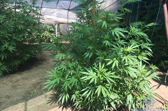 В Вознесенском районе мужчина варил из конопли компотики, чтобы вылечить желудок